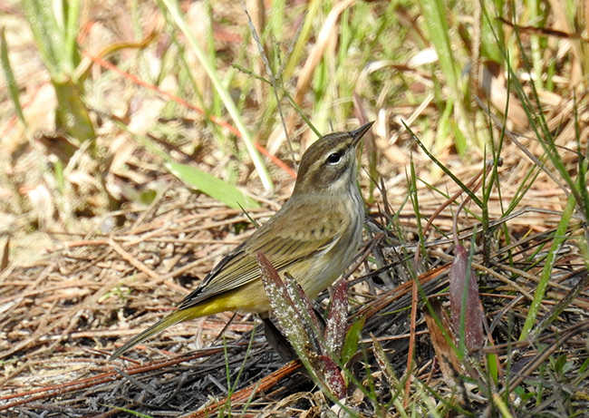 Palm Warbler as a Test Case