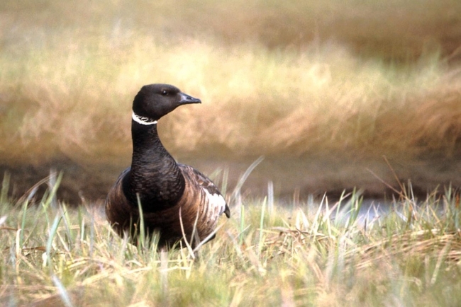 A Narrow Window South: The Brant Passage of Late October